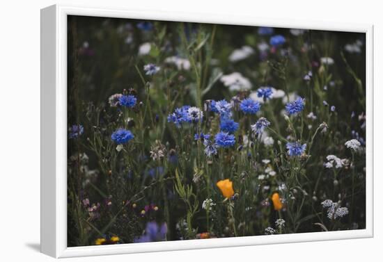 Summer flowers meadows on the roadsides of Bielefeld-Nadja Jacke-Framed Photographic Print