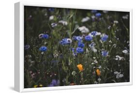 Summer flowers meadows on the roadsides of Bielefeld-Nadja Jacke-Framed Photographic Print