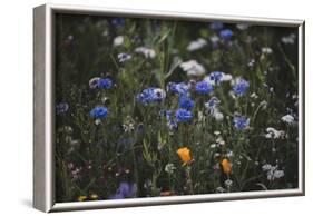 Summer flowers meadows on the roadsides of Bielefeld-Nadja Jacke-Framed Photographic Print