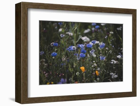 Summer flowers meadows on the roadsides of Bielefeld-Nadja Jacke-Framed Photographic Print