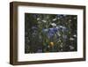 Summer flowers meadows on the roadsides of Bielefeld-Nadja Jacke-Framed Photographic Print