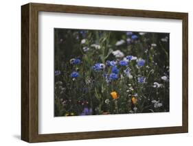 Summer flowers meadows on the roadsides of Bielefeld-Nadja Jacke-Framed Photographic Print