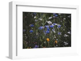Summer flowers meadows on the roadsides of Bielefeld-Nadja Jacke-Framed Photographic Print