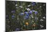 Summer flowers meadows on the roadsides of Bielefeld-Nadja Jacke-Mounted Photographic Print