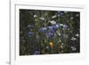 Summer flowers meadows on the roadsides of Bielefeld-Nadja Jacke-Framed Photographic Print