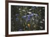 Summer flowers meadows on the roadsides of Bielefeld-Nadja Jacke-Framed Photographic Print