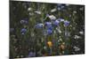 Summer flowers meadows on the roadsides of Bielefeld-Nadja Jacke-Mounted Photographic Print