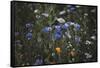 Summer flowers meadows on the roadsides of Bielefeld-Nadja Jacke-Framed Stretched Canvas