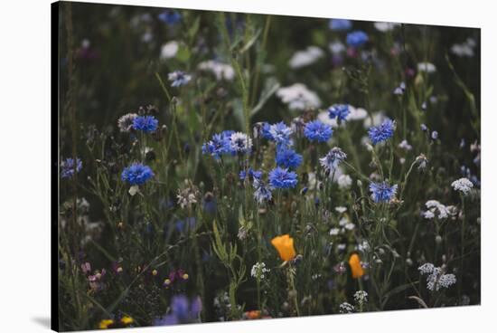 Summer flowers meadows on the roadsides of Bielefeld-Nadja Jacke-Stretched Canvas