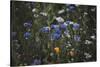 Summer flowers meadows on the roadsides of Bielefeld-Nadja Jacke-Stretched Canvas