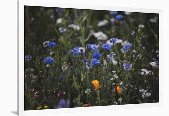 Summer flowers meadows on the roadsides of Bielefeld-Nadja Jacke-Framed Photographic Print