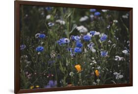 Summer flowers meadows on the roadsides of Bielefeld-Nadja Jacke-Framed Photographic Print