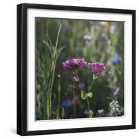 Summer flowers meadows on the roadsides of Bielefeld-Nadja Jacke-Framed Photographic Print