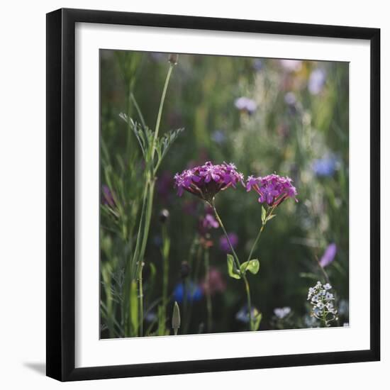 Summer flowers meadows on the roadsides of Bielefeld-Nadja Jacke-Framed Photographic Print