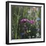 Summer flowers meadows on the roadsides of Bielefeld-Nadja Jacke-Framed Photographic Print