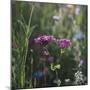 Summer flowers meadows on the roadsides of Bielefeld-Nadja Jacke-Mounted Photographic Print