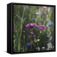 Summer flowers meadows on the roadsides of Bielefeld-Nadja Jacke-Framed Stretched Canvas