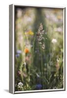 Summer flowers meadows on the roadsides of Bielefeld-Nadja Jacke-Framed Photographic Print