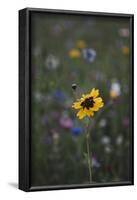 Summer flowers meadows on the roadsides of Bielefeld-Nadja Jacke-Framed Photographic Print