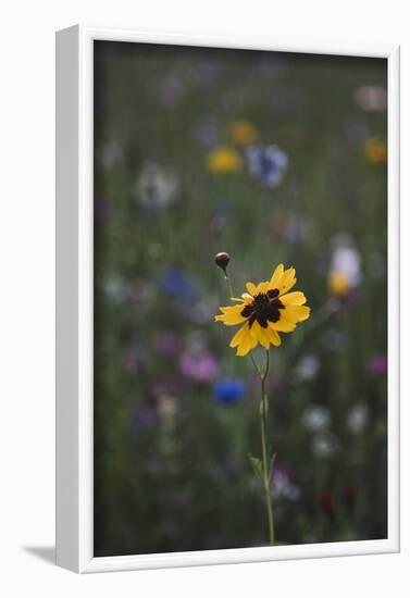 Summer flowers meadows on the roadsides of Bielefeld-Nadja Jacke-Framed Photographic Print