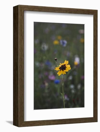 Summer flowers meadows on the roadsides of Bielefeld-Nadja Jacke-Framed Photographic Print