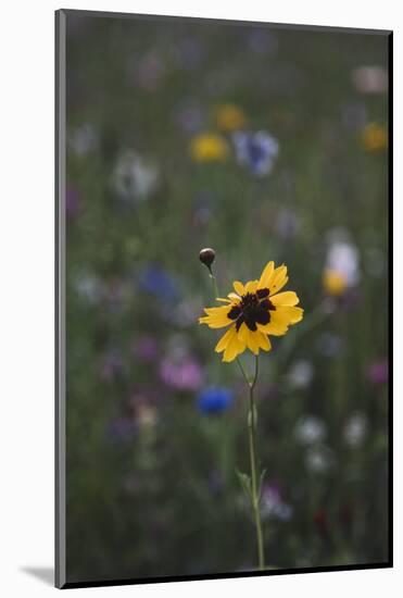 Summer flowers meadows on the roadsides of Bielefeld-Nadja Jacke-Mounted Photographic Print