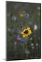 Summer flowers meadows on the roadsides of Bielefeld-Nadja Jacke-Mounted Photographic Print