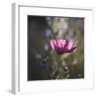 Summer flowers meadows on the roadsides of Bielefeld-Nadja Jacke-Framed Photographic Print