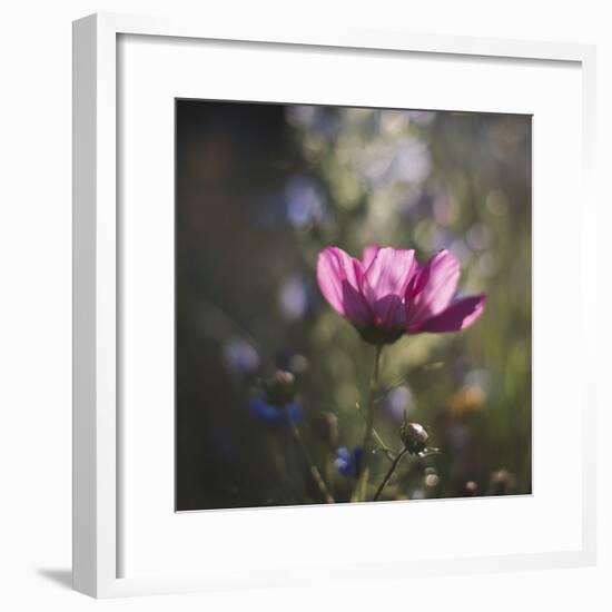 Summer flowers meadows on the roadsides of Bielefeld-Nadja Jacke-Framed Photographic Print