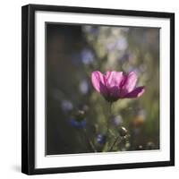 Summer flowers meadows on the roadsides of Bielefeld-Nadja Jacke-Framed Photographic Print