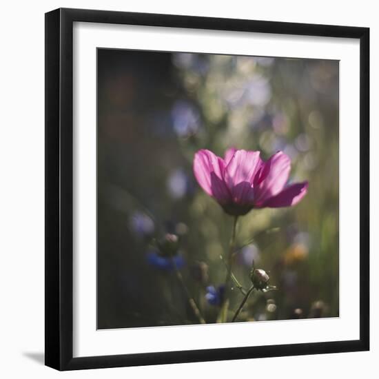 Summer flowers meadows on the roadsides of Bielefeld-Nadja Jacke-Framed Photographic Print