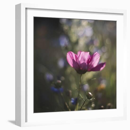 Summer flowers meadows on the roadsides of Bielefeld-Nadja Jacke-Framed Photographic Print