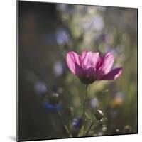 Summer flowers meadows on the roadsides of Bielefeld-Nadja Jacke-Mounted Photographic Print