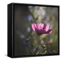 Summer flowers meadows on the roadsides of Bielefeld-Nadja Jacke-Framed Stretched Canvas