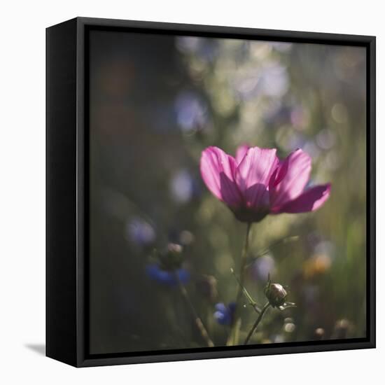 Summer flowers meadows on the roadsides of Bielefeld-Nadja Jacke-Framed Stretched Canvas