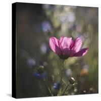 Summer flowers meadows on the roadsides of Bielefeld-Nadja Jacke-Stretched Canvas