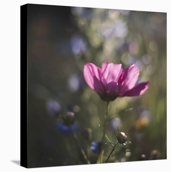 Summer flowers meadows on the roadsides of Bielefeld-Nadja Jacke-Stretched Canvas