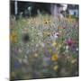 Summer flowers meadows on the roadsides of Bielefeld-Nadja Jacke-Mounted Photographic Print