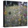 Summer flowers meadows on the roadsides of Bielefeld-Nadja Jacke-Stretched Canvas