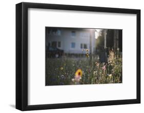 Summer flowers meadows on the roadsides of Bielefeld-Nadja Jacke-Framed Photographic Print