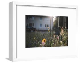 Summer flowers meadows on the roadsides of Bielefeld-Nadja Jacke-Framed Photographic Print