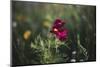 Summer flowers meadows on the roadsides of Bielefeld-Nadja Jacke-Mounted Photographic Print