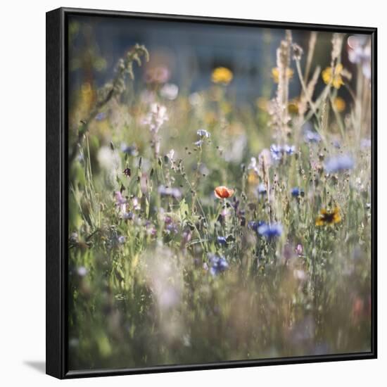 Summer flowers meadows on the roadsides of Bielefeld-Nadja Jacke-Framed Photographic Print