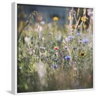 Summer flowers meadows on the roadsides of Bielefeld-Nadja Jacke-Framed Photographic Print