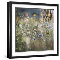 Summer flowers meadows on the roadsides of Bielefeld-Nadja Jacke-Framed Photographic Print