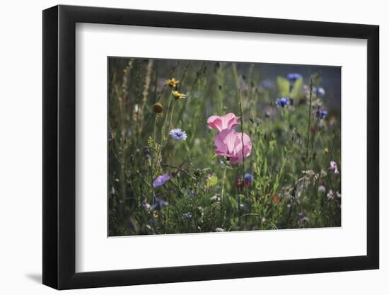 Summer flowers meadows on the roadsides of Bielefeld-Nadja Jacke-Framed Photographic Print