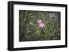 Summer flowers meadows on the roadsides of Bielefeld-Nadja Jacke-Framed Photographic Print