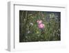 Summer flowers meadows on the roadsides of Bielefeld-Nadja Jacke-Framed Photographic Print