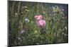 Summer flowers meadows on the roadsides of Bielefeld-Nadja Jacke-Mounted Photographic Print