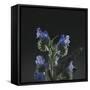 Summer flowers on the roadsides of Bielefeld-Nadja Jacke-Framed Stretched Canvas